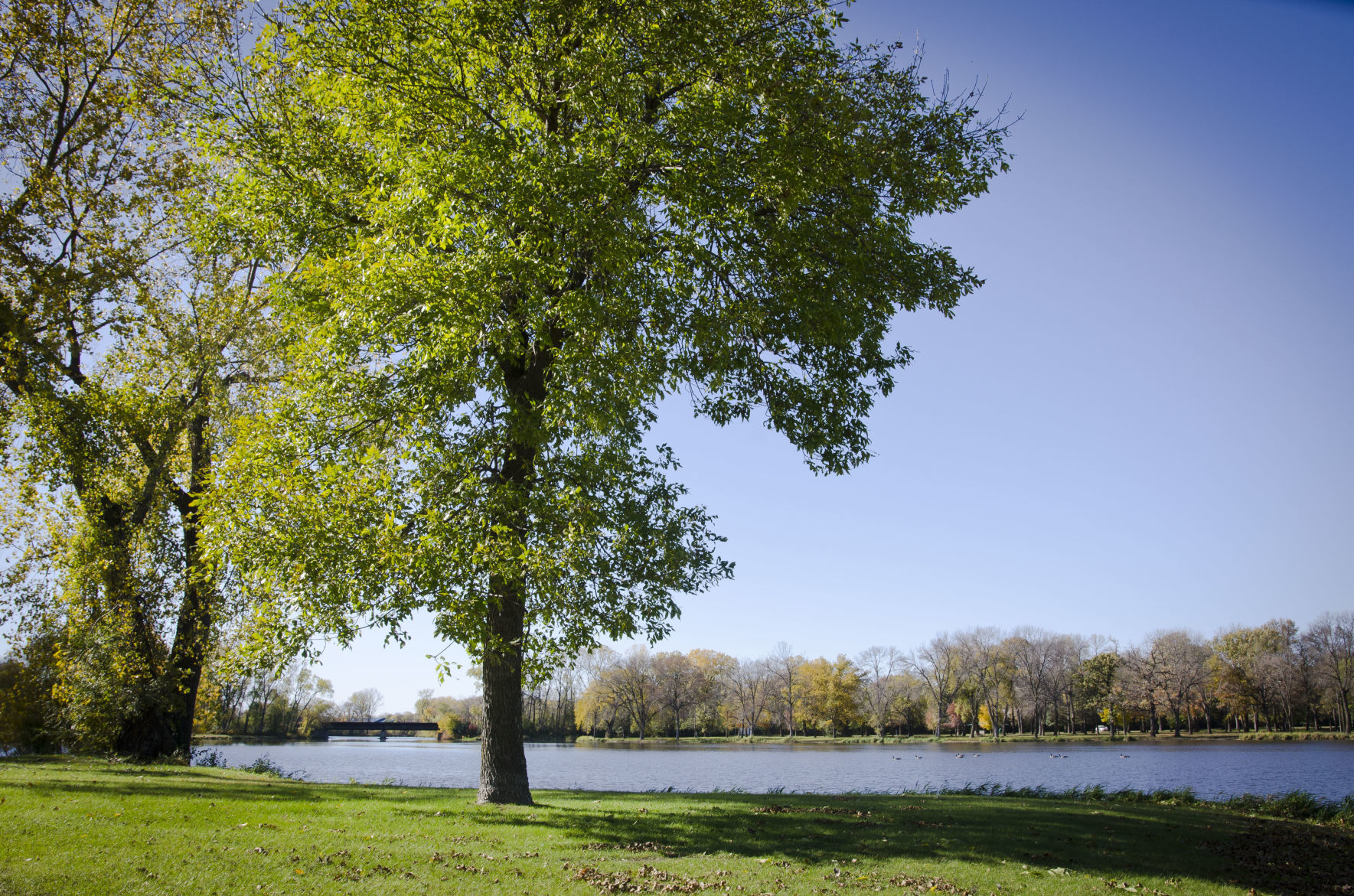 Fleurde-lis Dec. 2019 Tree and Lake